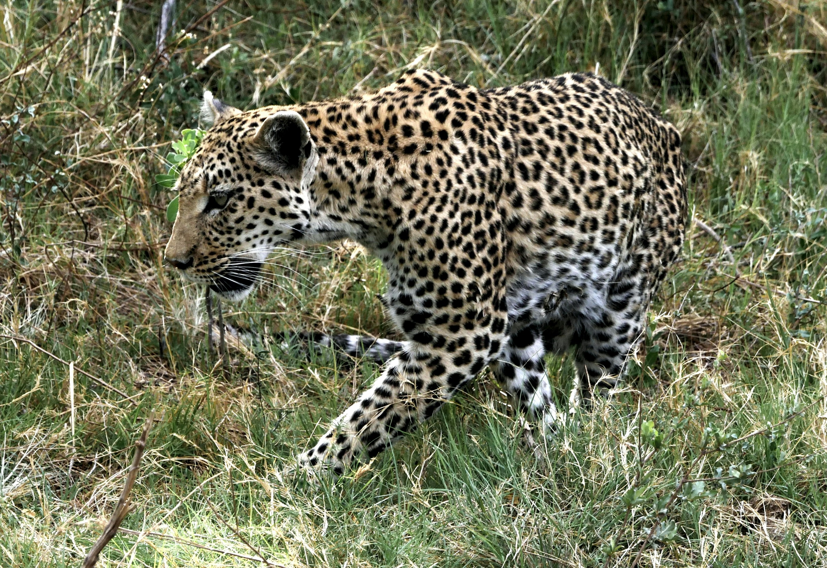 african-lion-image