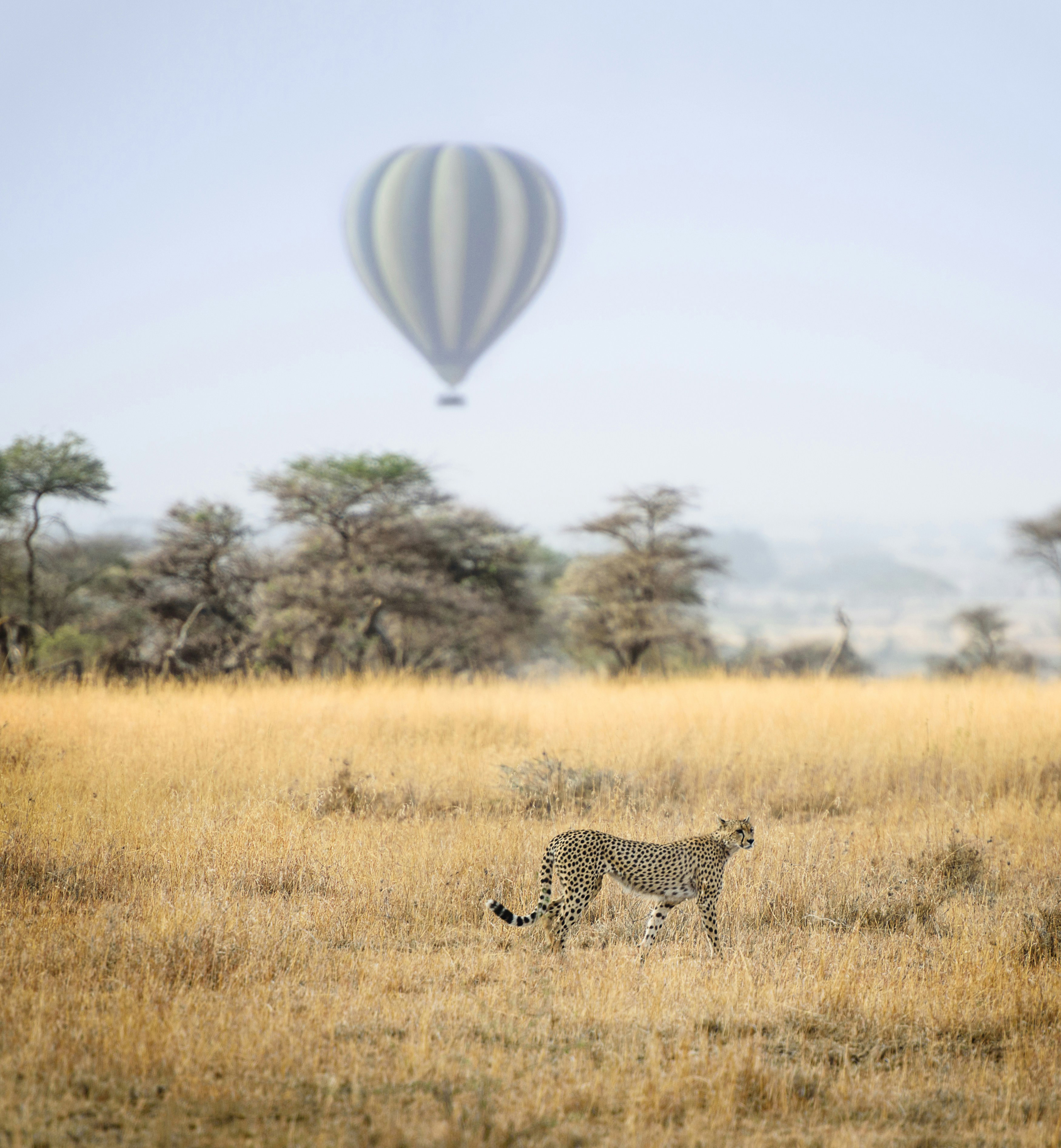 african-lion-image